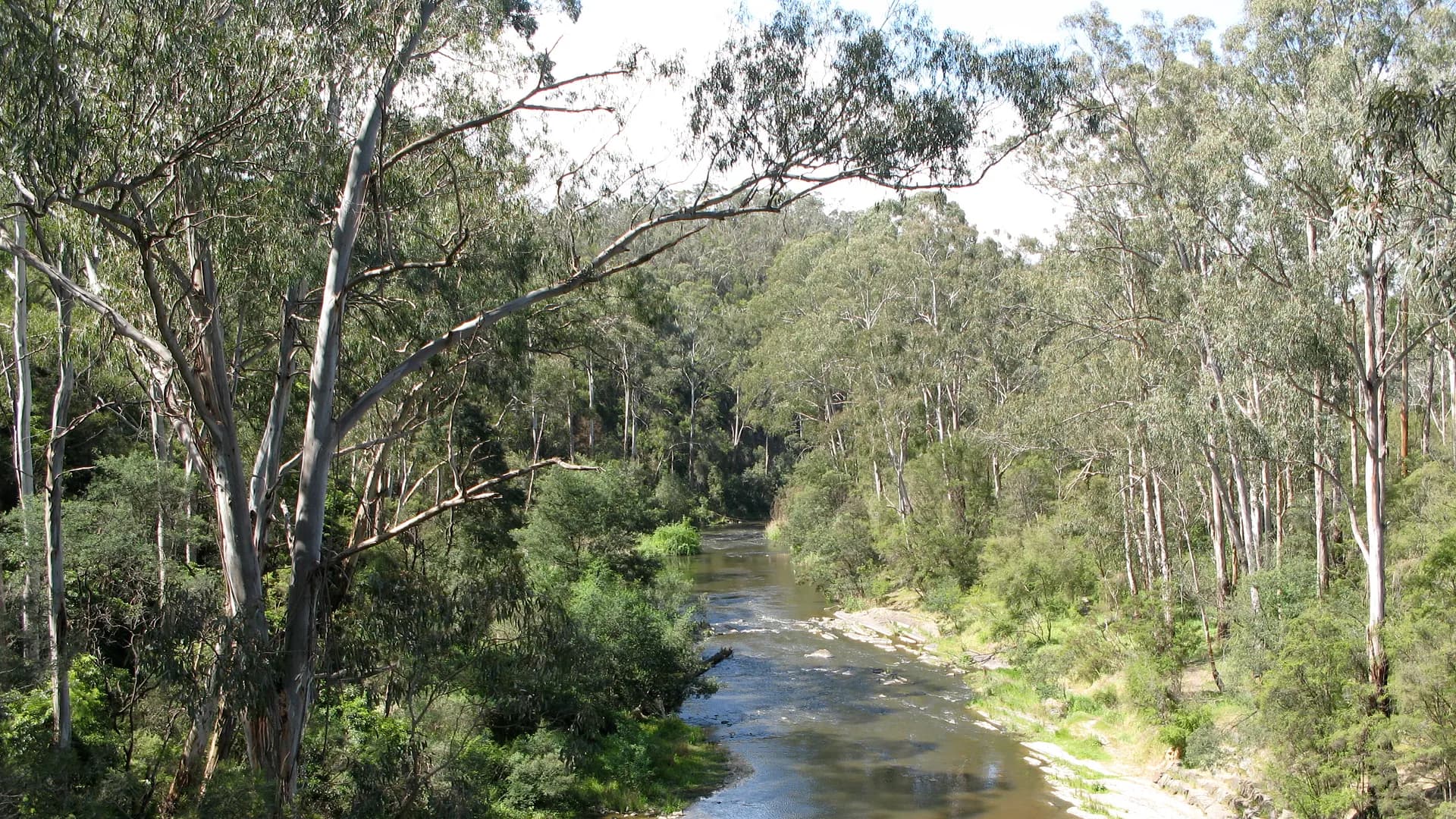 River flats and bushland at Warrandyte where snakes may be present